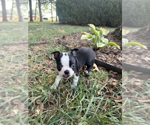 Medium Photo #5 Boston Terrier Puppy For Sale in FREDONIA, KS, USA