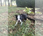 Small #4 Boston Terrier