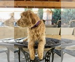 Small Photo #4 Goldendoodle Puppy For Sale in VICTORVILLE, CA, USA