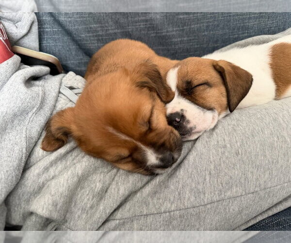 Medium Photo #3 Mutt Puppy For Sale in Mundelein, IL, USA