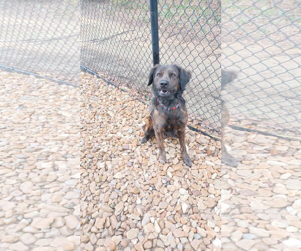 Medium Photo #1 Mastiff-Unknown Mix Puppy For Sale in Denton, TX, USA