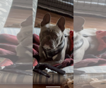 Small #2 French Bulldog