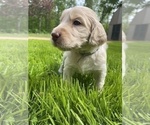 Small Photo #1 Irish Doodle Puppy For Sale in WHITE LAKE, WI, USA
