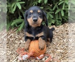 Small #2 Dachshund