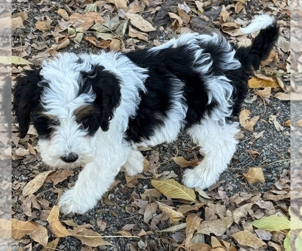 Medium Photo #10 Bernedoodle (Miniature) Puppy For Sale in LONGMONT, CO, USA