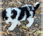 Templeton - Male Bernedoodle (Miniature) Puppy for Sale - Photo #10