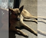 Small Photo #1 German Shepherd Dog Puppy For Sale in PRINCETON, WV, USA