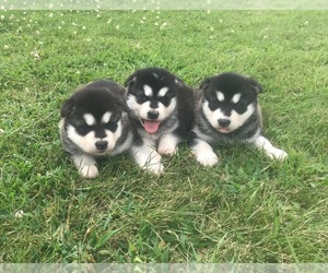 Alaskan Malamute Puppy for sale in CAPITOL HEIGHTS, IA, USA