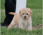 Small Photo #2 Cockalier-Poodle (Miniature) Mix Puppy For Sale in STANLEY, WI, USA