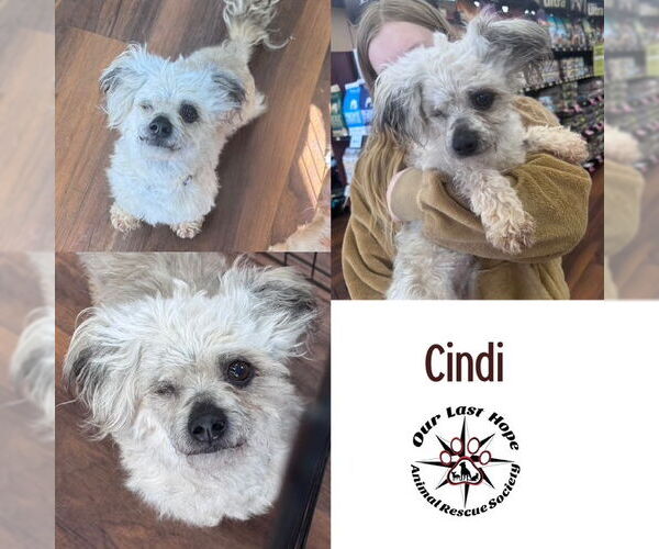 Medium Photo #1 Poodle (Miniature)-Unknown Mix Puppy For Sale in Princeton, British Columbia, Canada