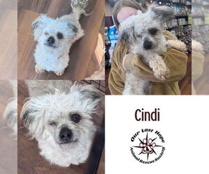 Poodle (Miniature)-Unknown Mix Dogs for adoption in Princeton, British Columbia, Canada