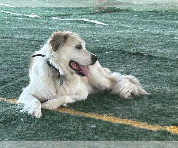 Medium Photo #2 Great Pyrenees-Unknown Mix Puppy For Sale in San Diego, CA, USA