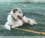 Small #1 Great Pyrenees Mix