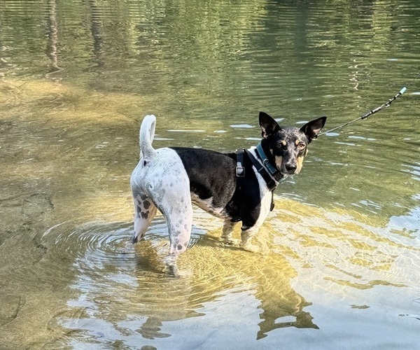Medium Photo #2 Rat Terrier Puppy For Sale in ELLENSBURG, WA, USA