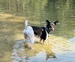 Small Photo #2 Rat Terrier Puppy For Sale in ELLENSBURG, WA, USA