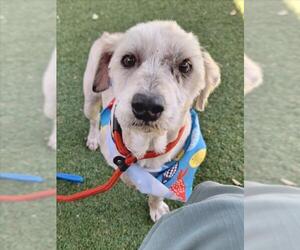 Maltese-Unknown Mix Dogs for adoption in Woodland, CA, USA