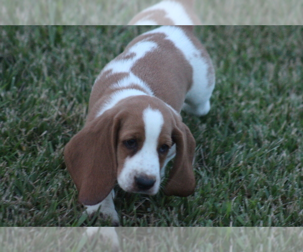 Medium Photo #42 Basset Hound Puppy For Sale in MEMPHIS, MO, USA