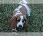 Small Photo #42 Basset Hound Puppy For Sale in MEMPHIS, MO, USA