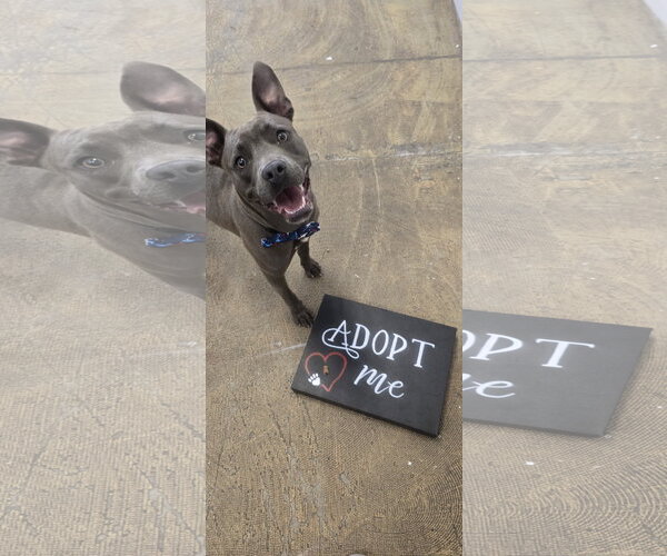 Medium Photo #12 Mutt Puppy For Sale in Rockaway, NJ, USA
