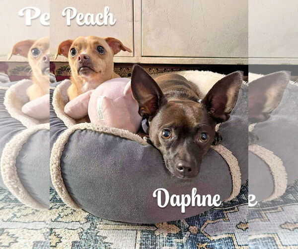 Medium Photo #4 Chihuahua-Unknown Mix Puppy For Sale in Corona, CA, USA