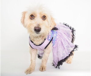 Mariposa - Female Silky Terrier-Unknown Mix Dog for Adoption - Photo #4