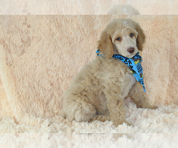 Medium Photo #3 Poodle (Standard) Puppy For Sale in HOMELAND, CA, USA
