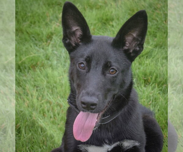 Medium Photo #2 Australian Kelpie-German Shepherd Dog Mix Puppy For Sale in Huntley, IL, USA