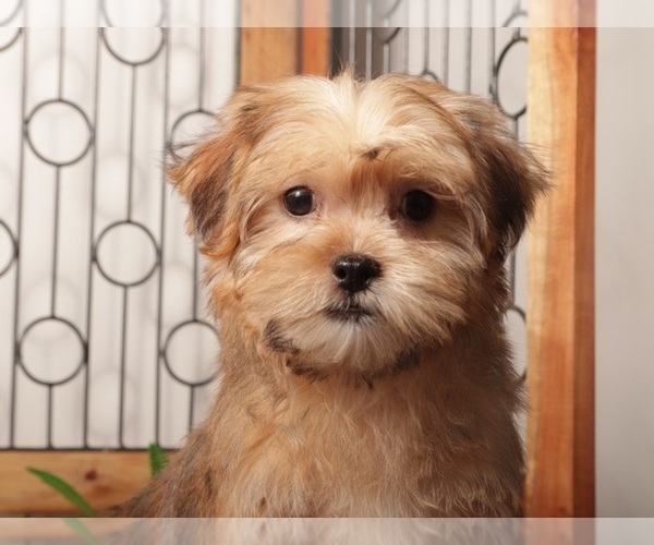 Medium Photo #2 Shorkie Tzu Puppy For Sale in NAPLES, FL, USA