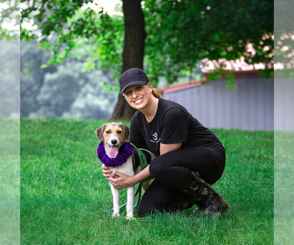 Medium Photo #5 Mutt Puppy For Sale in Unionville, PA, USA