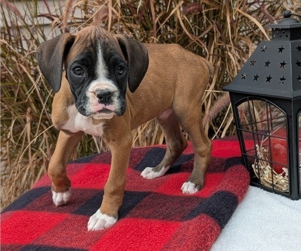 Medium Photo #33 Boxer Puppy For Sale in GOSHEN, IN, USA