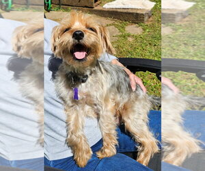 Mutt Dogs for adoption in Ellijay, GA, USA