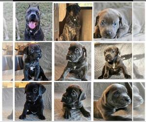 Cane Corso Puppy for sale in YUMA, AZ, USA