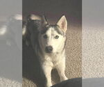 Small #1 Huskies  Mix