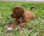 Small Photo #3 Goldendoodle Puppy For Sale in WINTER SPRINGS, FL, USA