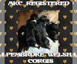 Small Photo #6 Pembroke Welsh Corgi Puppy For Sale in LOGAN, NM, USA