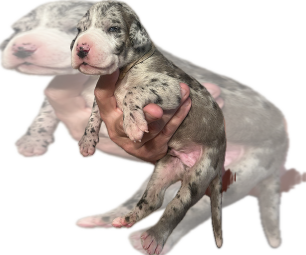 Medium Photo #12 Great Dane Puppy For Sale in WILLIS, TX, USA