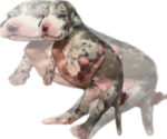 Small #1 Great Dane
