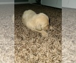 Small Photo #9 Golden Retriever Puppy For Sale in MENIFEE, CA, USA