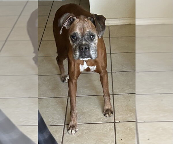 Medium Photo #3 Boxer Puppy For Sale in Austin, TX, USA