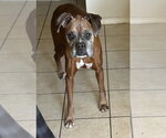 Small #2 Boxer