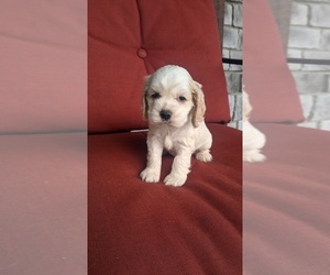 Cocker Spaniel Puppy for sale in GOSHEN, IN, USA