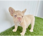 Small #2 French Bulldog