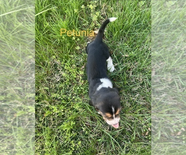 Medium Photo #7 Basset Hound Puppy For Sale in MARTINSVILLE, VA, USA