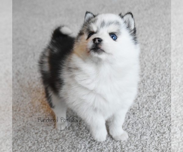 Medium Photo #2 Pomsky Puppy For Sale in KANSAS CITY, MO, USA