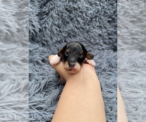 Poodle (Toy) Puppy for sale in JEFFERSONVILLE, IN, USA