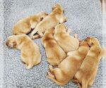 Small Photo #1 Golden Retriever Puppy For Sale in HELENWOOD, TN, USA