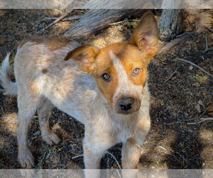 Australian Shepherd-Unknown Mix Dogs for adoption in Chama, NM, USA