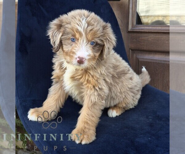 Medium Photo #3 Bernedoodle (Miniature) Puppy For Sale in NARVON, PA, USA