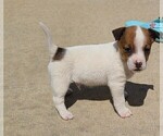 Puppy Puppy 1 Jack Russell Terrier