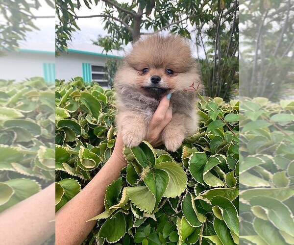Medium Photo #2 Pomeranian Puppy For Sale in SUNNY ISL BCH, FL, USA